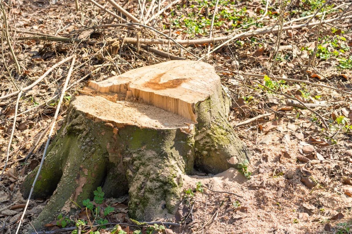 Tree stump ready for professional grinding