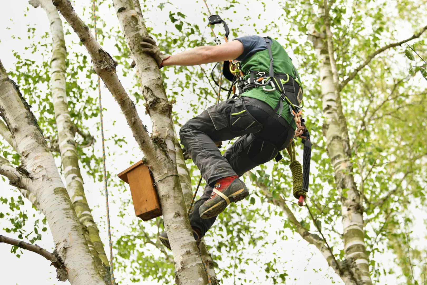 Professional arborist climbing a tree with safety harness