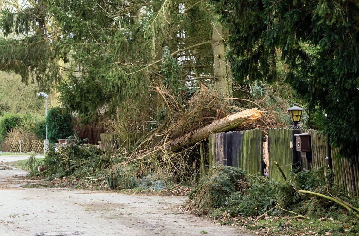 Fallen tree after storm damage requiring emergency removal