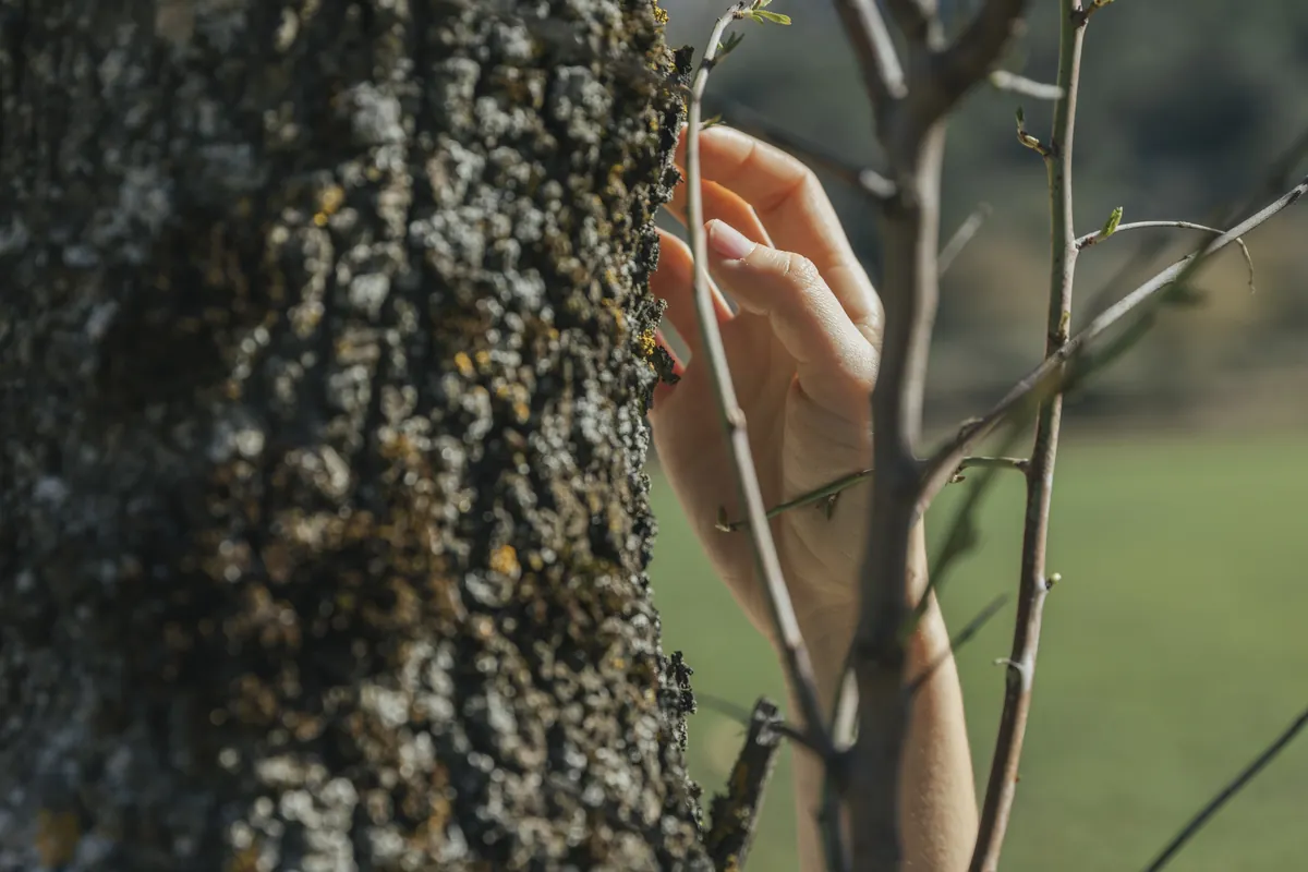 Careful hands-on tree assessment by professional arborist