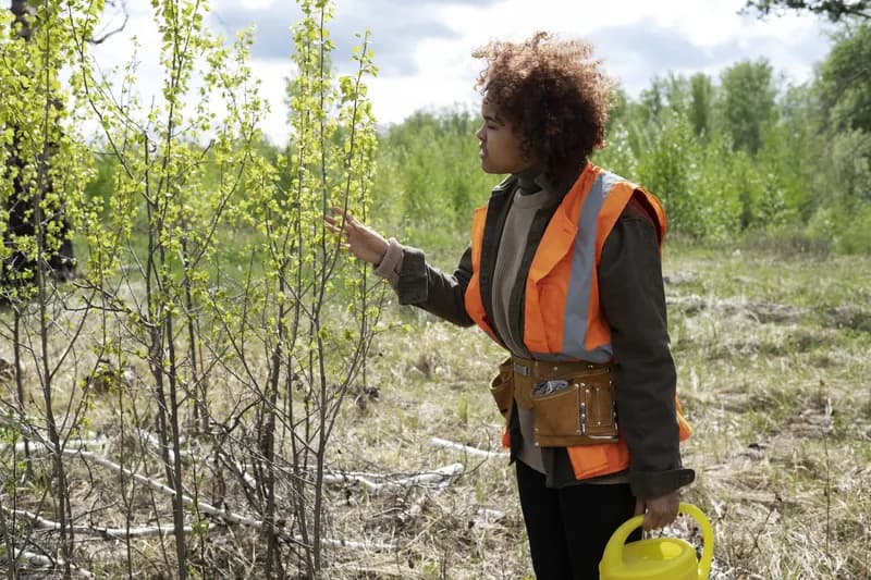 Arborist inspecting tree branches for health assessment