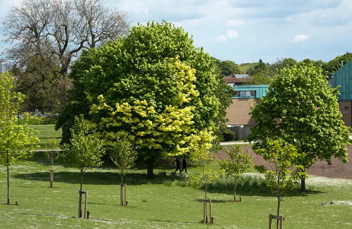 Trees in park setting during winter season