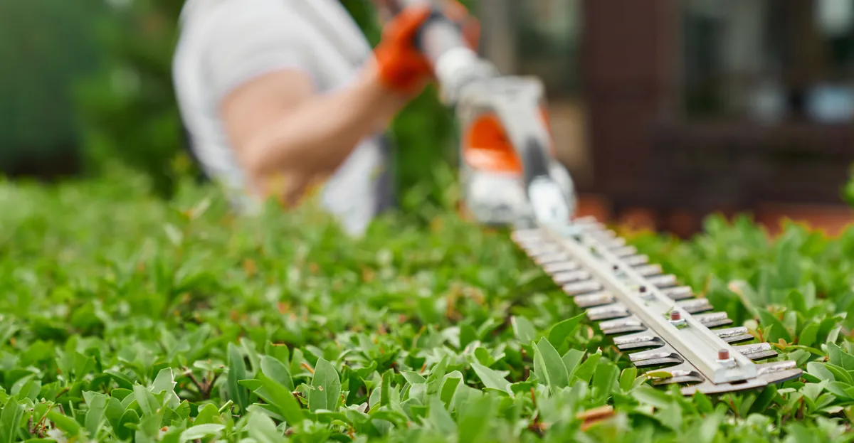 Professional hedge trimming service in St. Cloud